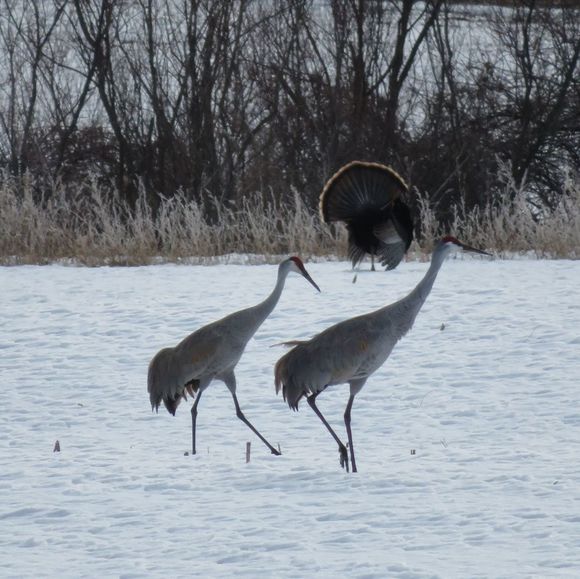 Meet your Posher, Jennifer - Picture 1 of 1